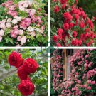 Lover Multi-Color Climbing Rose Plants 400 Seeds