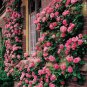 Lover Multi-Color Climbing Rose Plants 400 Seeds