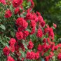 Lover Multi-Color Climbing Rose Plants 400 Seeds