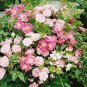 Lover Multi-Color Climbing Rose Plants 400 Seeds