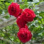 Lover Multi-Color Climbing Rose Plants 400 Seeds