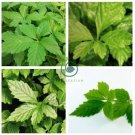 Plant Herb Jiaogulan Grow Medicine Herbs Tea 200 Seeds