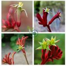 Kangaroo Paw Rare Flowers 40 Seeds