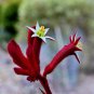 Kangaroo Paw Rare Flowers 40 Seeds