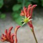 Kangaroo Paw Rare Flowers 40 Seeds