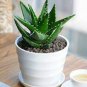 Mixed Aloe 200 Seeds