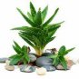 Mixed Aloe 200 Seeds
