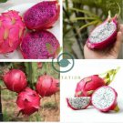 Organic Dwarf Pitaya Dragon Fruit 200 Seeds