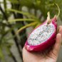 Organic Dwarf Pitaya Dragon Fruit 200 Seeds