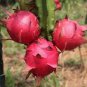 Organic Dwarf Pitaya Dragon Fruit 200 Seeds