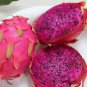 Organic Dwarf Pitaya Dragon Fruit 200 Seeds