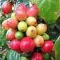 Genuine Heirloom Colorful Coffee Bean Plants 20 Seeds