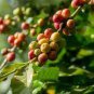 Genuine Heirloom Colorful Coffee Bean Plants 20 Seeds