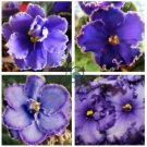 Perennial Herb Plant Pot For Home Garden 200 Seeds