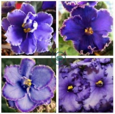 Perennial Herb Plant Pot For Home Garden 200 Seeds