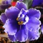 Perennial Herb Plant Pot For Home Garden 200 Seeds