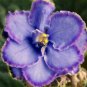 Perennial Herb Plant Pot For Home Garden 200 Seeds