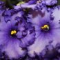 Perennial Herb Plant Pot For Home Garden 200 Seeds