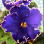 Perennial Herb Plant Pot For Home Garden 200 Seeds