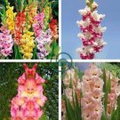 New Gladiolus Perennial Flower 100 Seeds