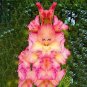 New Gladiolus Perennial Flower 100 Seeds