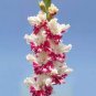 New Gladiolus Perennial Flower 100 Seeds