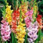 New Gladiolus Perennial Flower 100 Seeds