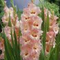 New Gladiolus Perennial Flower 100 Seeds