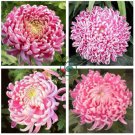 Bicolor Pink Yellow Chrysanthemum 200 Seeds