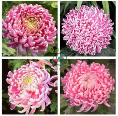 Bicolor Pink Yellow Chrysanthemum 200 Seeds