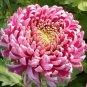 Bicolor Pink Yellow Chrysanthemum 200 Seeds