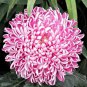 Bicolor Pink Yellow Chrysanthemum 200 Seeds