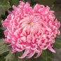 Bicolor Pink Yellow Chrysanthemum 200 Seeds