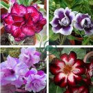 Adenium Light Purple Petals with Dark Purple Stripe Flower 4 Seeds