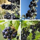 Fresh Feral Organic Black Goji Berry Herbs 40 Seeds