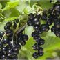 Fresh Feral Organic Black Goji Berry Herbs 40 Seeds