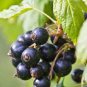 Fresh Feral Organic Black Goji Berry Herbs 40 Seeds
