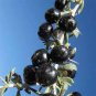 Fresh Feral Organic Black Goji Berry Herbs 40 Seeds