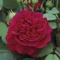 Rare 'Tess of the d'Urbervilles' Dark Red Climbing Rose Plant Flower 100 Seeds