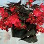 Begonia Flower Bonsai 200 Seeds