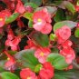 Begonia Flower Bonsai 200 Seeds