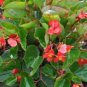 Begonia Flower Bonsai 200 Seeds