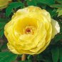 Heirloom High Noon Yellow Tree Peony Flower 10 Seeds