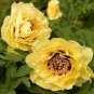 Heirloom High Noon Yellow Tree Peony Flower 10 Seeds
