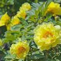 Heirloom High Noon Yellow Tree Peony Flower 10 Seeds
