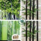 Bamboo Mixed Green Black Purple Yellow Colors 120 Seeds
