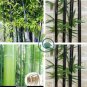 Bamboo Mixed Green Black Purple Yellow Colors 120 Seeds