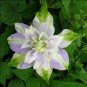 Rainbow Clematis 600 Seeds