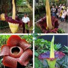 Beautiful Flower of Indonesia,The World's Largest Flower,Corpse Flower 20 Seeds