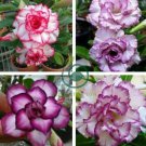 Adenium Desert Rose  White Purple Double Flowers 4 Seeds